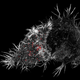 Illustration for article titled See The Wellcome Trusts Best Science Photos Of The Year